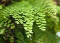 Maiden Hair Fern-Adiantum Sp-Close up Scene