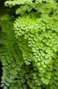 Maiden Hair Fern -Adiantum Sp