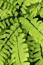 Maiden hair fern at The Fells in Newbury, New Hampshire Royalty Free Stock Photo