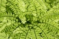 Maiden hair fern at The Fells in Newbury, New Hampshire Royalty Free Stock Photo