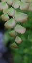 Maiden hair fern leaves.