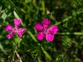 The Maiden pink (Dianthus deltoides) blooming with bright pink flower in grassland in summer