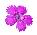 Maiden pink Dianthus deltoides flower detail on white Royalty Free Stock Photo