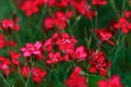 maiden pink Dianthus deltoides flowers in summer garden Royalty Free Stock Photo