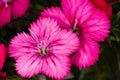 Maiden Pink Dianthus Flower Heads Dianthus deltoides Royalty Free Stock Photo