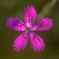 Maiden pink Dianthus flower Royalty Free Stock Photo