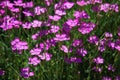 Maiden pink flowers, Dianthus deltoides in summer garden Royalty Free Stock Photo