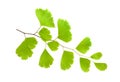 Maidenhair