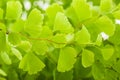 Maidenhair