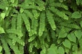 Maidenhair Fern Royalty Free Stock Photo