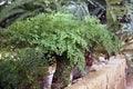 Maidenhair fern