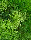 Maidenhair fern