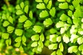 maidenhair fern - adiantum Botanical Garden Royalty Free Stock Photo