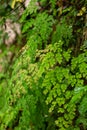 The maidenhair fern of Adiantum genus