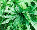 Maidenhair Fern, Adiantum pedatum Royalty Free Stock Photo