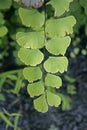 Maidenhair fern (Adiantum pedatum) Royalty Free Stock Photo