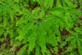 Maidenhair Fern (Adiantum pedatum), Pharoah Lake Wilderness Area, Adirondack Forest Preserve, New York, USA Royalty Free Stock Photo