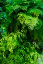 Maidenhair fern Adiantum raddianum leaves