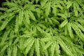 Maidenhair fern background with bright green fronds