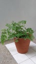 Maidenhair fern