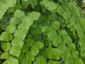 Maidenhair fern branches