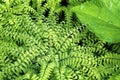 Maidenhair Fern   6927 Royalty Free Stock Photo