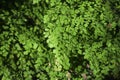 Maidenhair fern