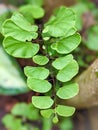 Maidenhair Fern culantrillo Royalty Free Stock Photo