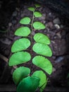 Maidenhair Fern culantrillo Royalty Free Stock Photo