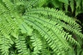 Maidenhair Fern - Delicate and beautiful