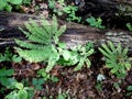 Maidenhair Fern and Fallen Log