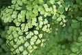 Maidenhair fern foliage, Adiantum capillus-veneris Royalty Free Stock Photo