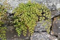 Maidenhair fern foliage, Adiantum capillus-veneris, Rio