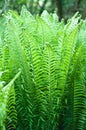 Maidenhair Fern Royalty Free Stock Photo