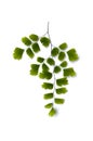 Maidenhair fern leaves