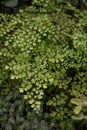 Maidenhair fern leaves close up