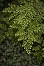 Maidenhair fern leaves close up