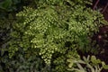 Maidenhair fern leaves close up