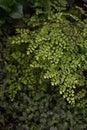 Maidenhair fern leaves close up