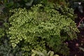 Maidenhair fern leaves close up