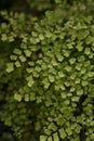 Maidenhair fern leaves close up Royalty Free Stock Photo