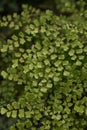 Maidenhair fern leaves close up