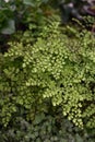 Maidenhair fern leaves close up