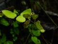 Maidenhair fern leaves with water drops Royalty Free Stock Photo