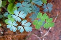 Maidenhair Fern at the Narrows, Zion