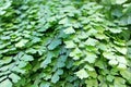 Maidenhair Fern at the Narrows, Zion