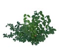 Maidenhair fern plant isolated on white background Royalty Free Stock Photo