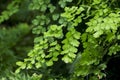 Maidenhair fern prefers a dimly lit light.