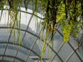 Maidenhair fern Royalty Free Stock Photo