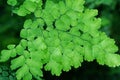 Maidenhair ferns , Adiantum latifolium fern green leaves